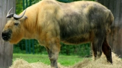 Szecsuán takin